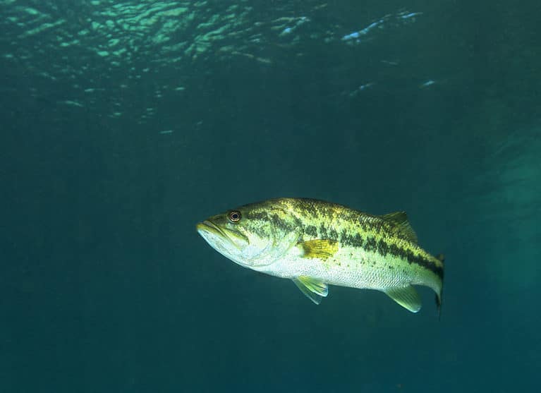 Discover The Largest Largemouth Bass Ever Caught in Idaho