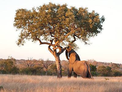 A 9 Incredible Trees Native to South Africa