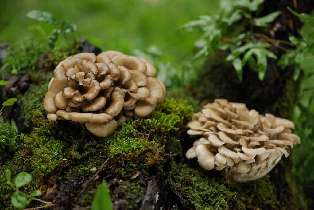 Maitake mushrooms