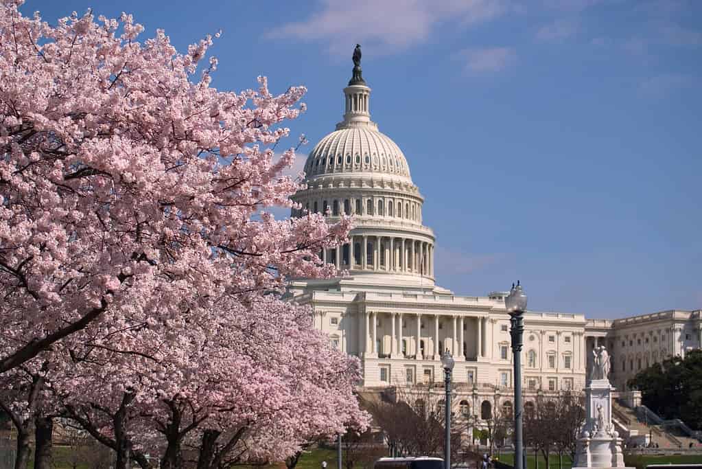 The U.S. Capitol grounds are decorated with cherry blooms in the springtime.
