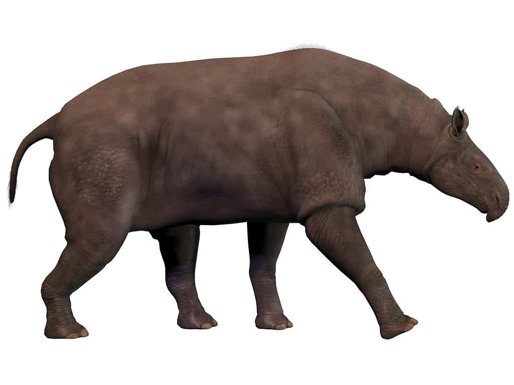 Biggest rhino ever set to win battle with African elephants