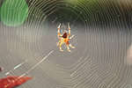 Jewel orb-weaver