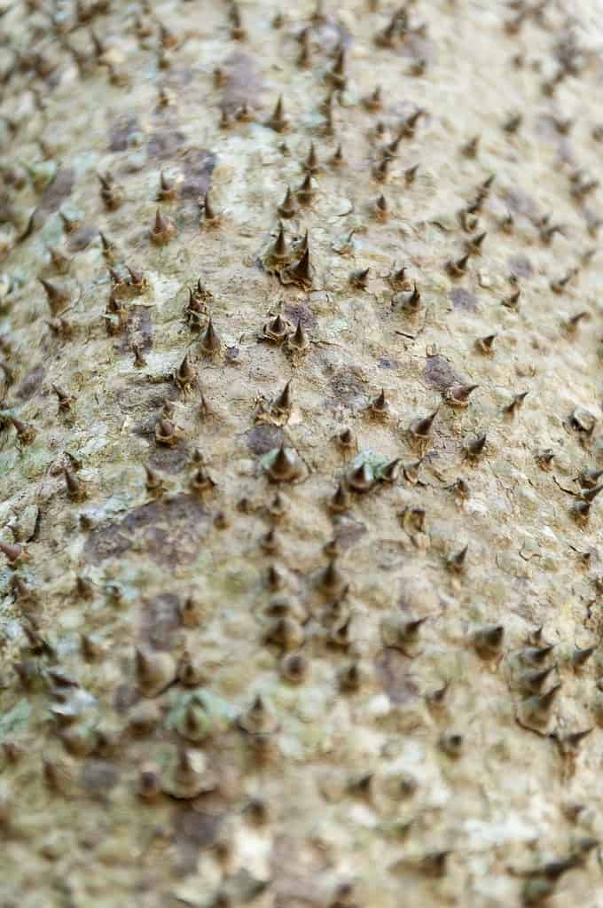 The unique spiny texture of the Sandbox Tree has earned it the nickname as the Monkey No Climb tree.Click on the banner below for photos of textures and patterns found in nature: