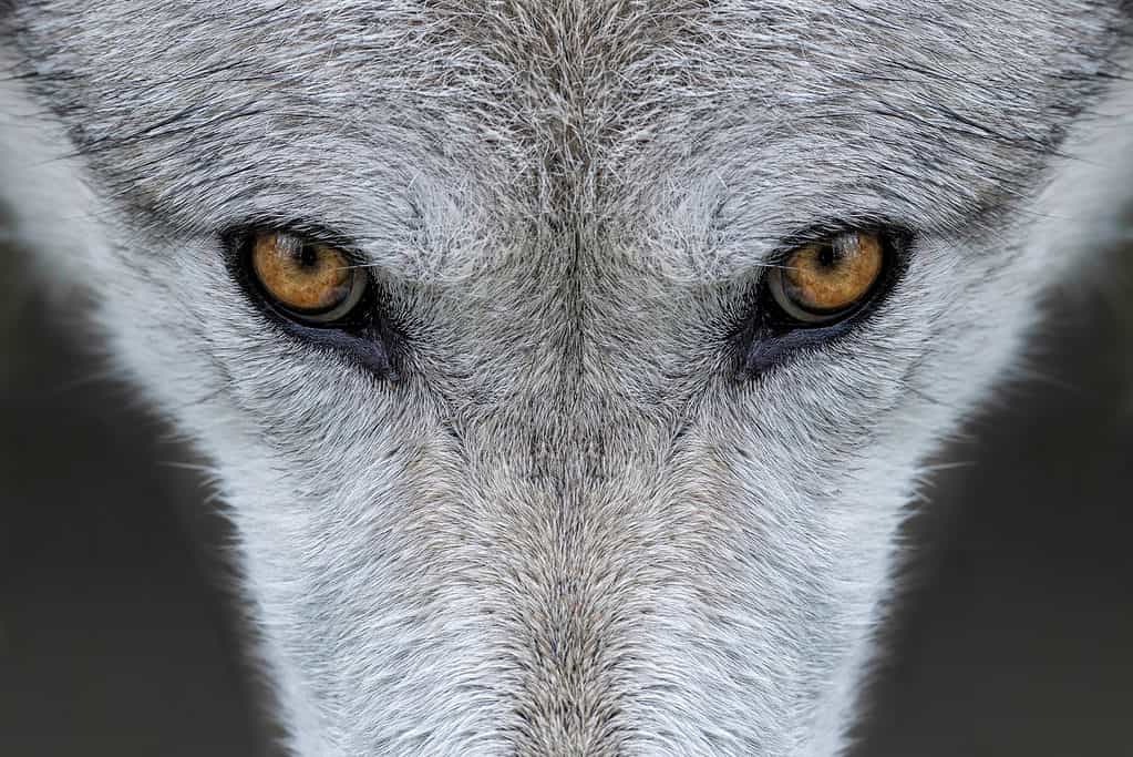 灰色オオカミの目のクローズ アップ