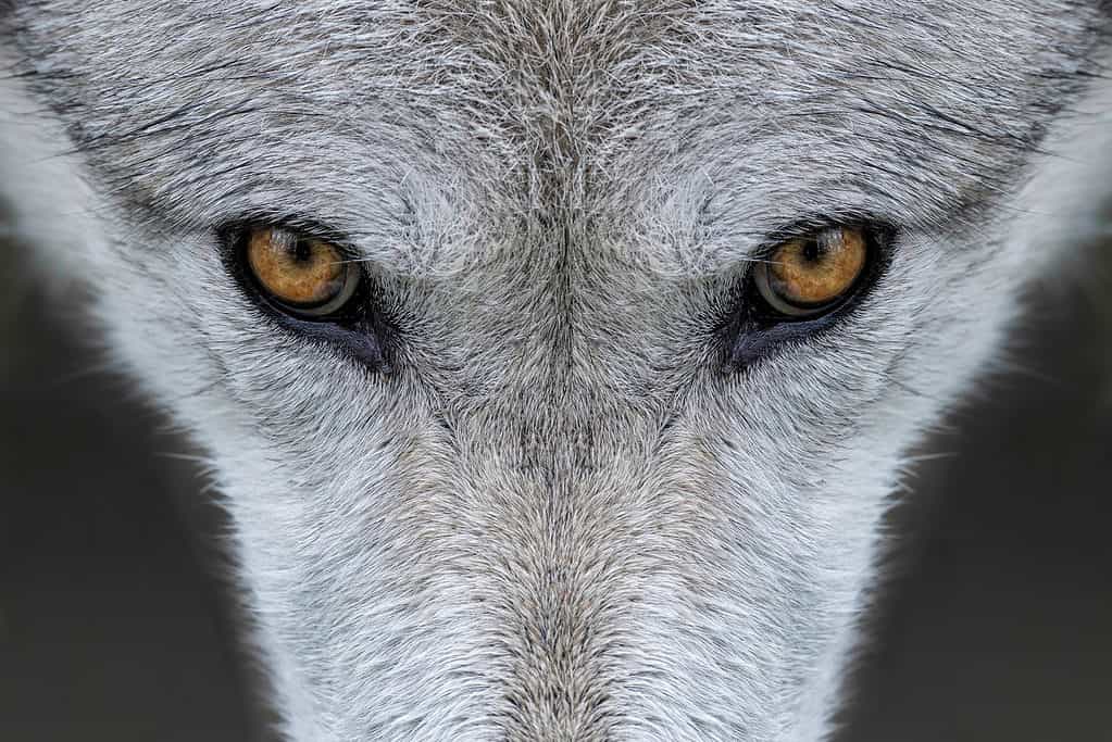 Closeup of the eyes of a gray wolf