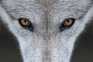 Wolf Spirit Animal Symbolism & Meaning Picture