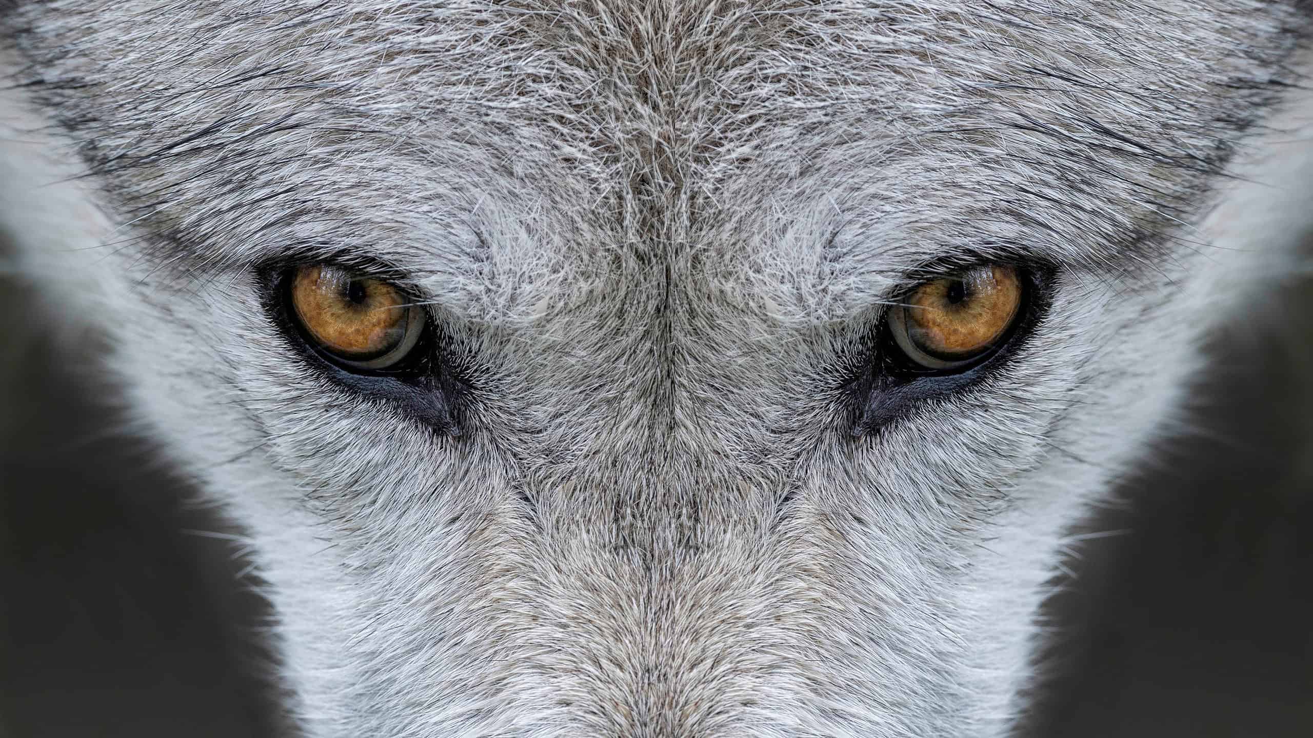 Wolf Spirit Animal Symbolism & Meaning - AZ Animals
