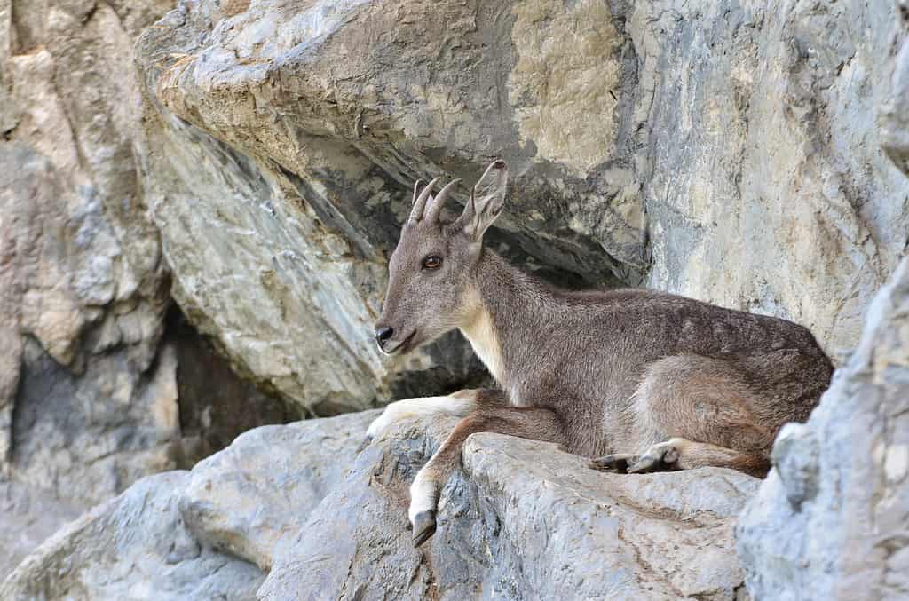 Goral on a rocky ledge safe from predators