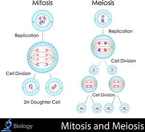 Mitosis vs Meiosis: What Are the Main Differences? Picture