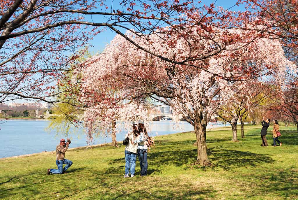 There are endless photo opportunities each year at the National Cherry Blossom Festival!