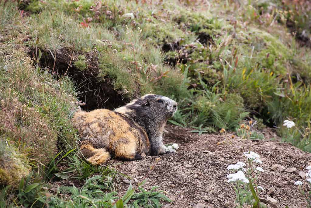 The Olympic marmot can hibernate for 8 months