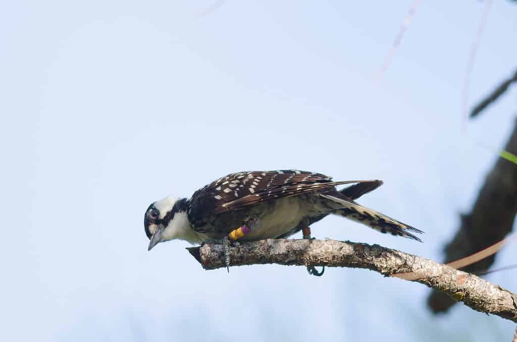 red-cockaded woodpecker