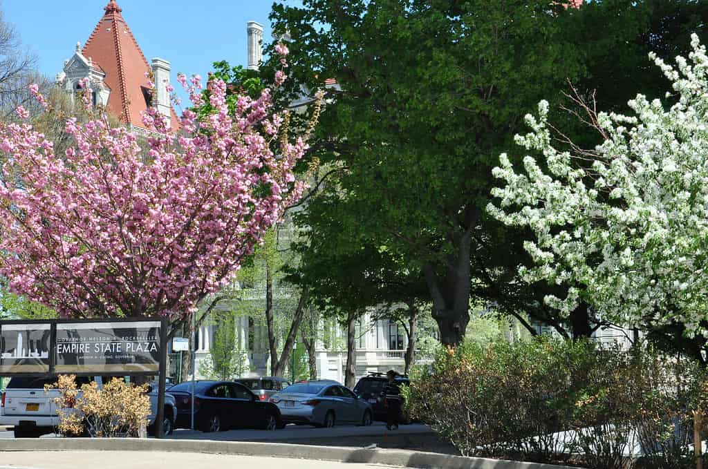 Where to Find Cherry Blossoms in New York State