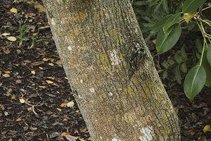 Discover The 5 Most Dangerous Trees In The United States - A-Z Animals