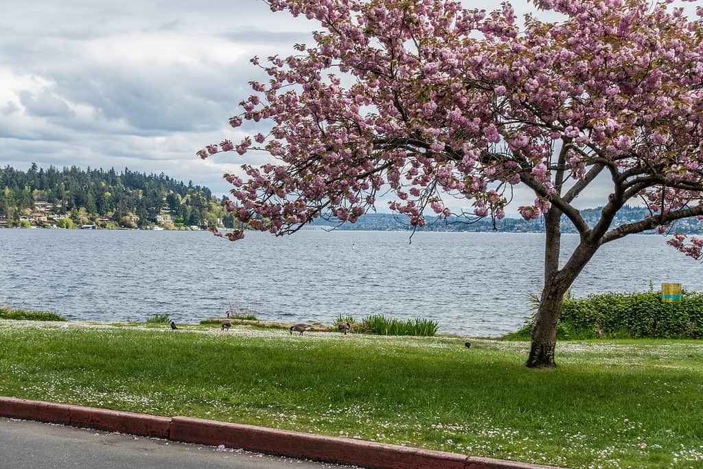 A view of Lake Washington from Seward Park in Seattle, Washington. A cherry tree with pink blossoms frames the lake and Canada Geese on the lawn.