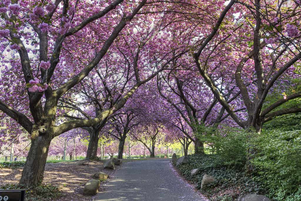 The cherry blossoms in New York City create an amazing springtime display!