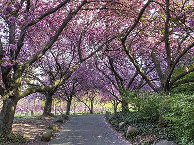 A Cherry Blossoms in New York: When They Bloom and Where to See Them