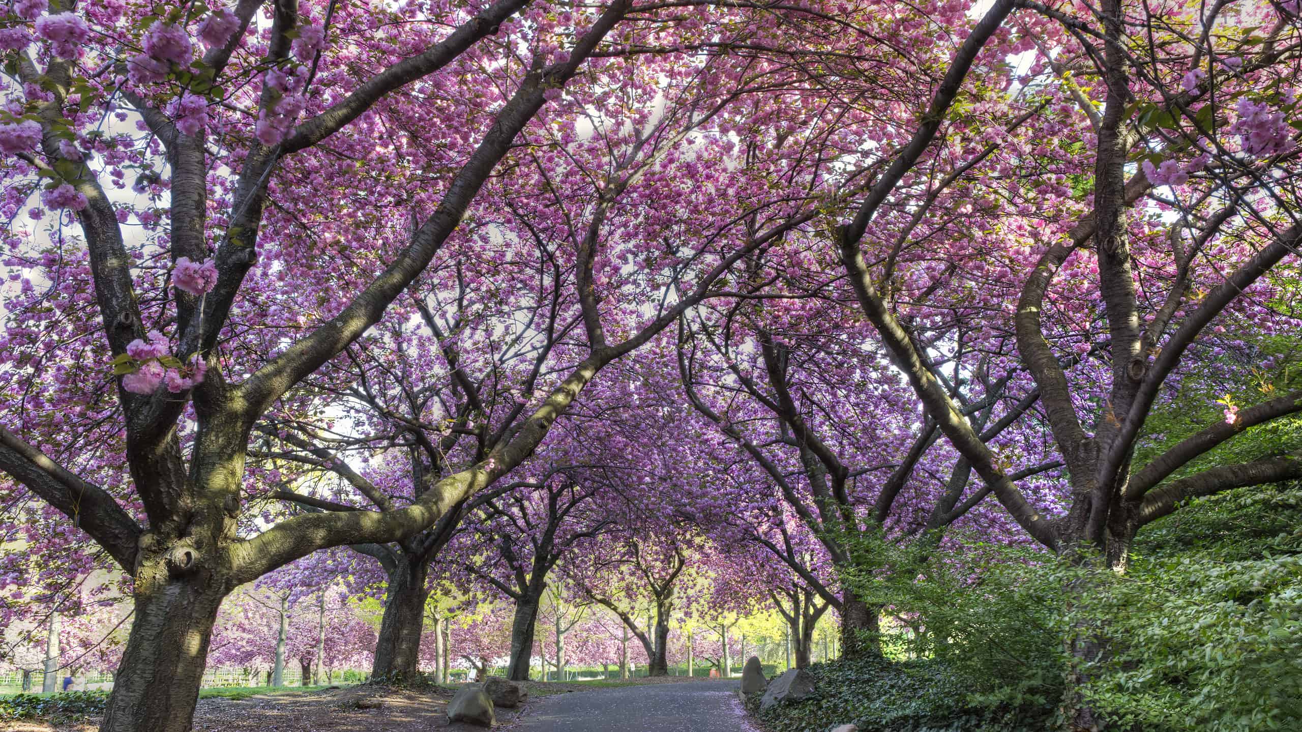 The cherry blossoms in New York City create an amazing springtime display!