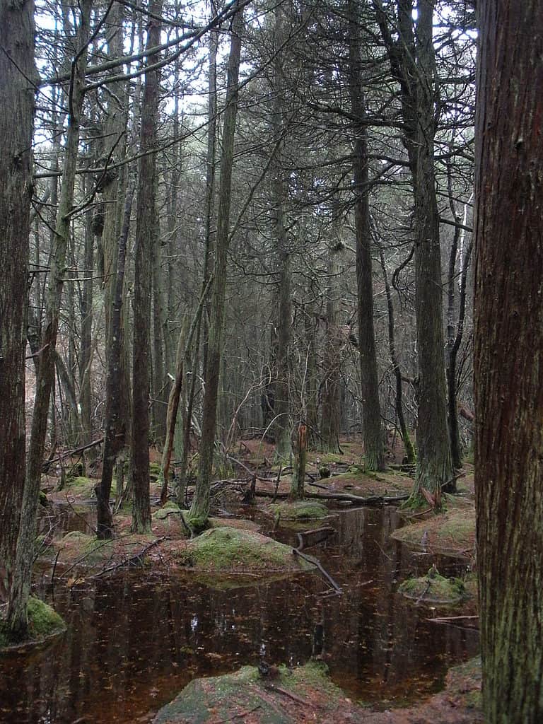 Atlantic White Cedar Swamp