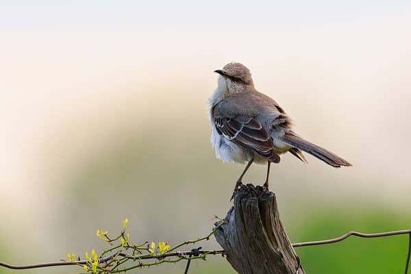 A northern mockingbird perched on an old fencepost