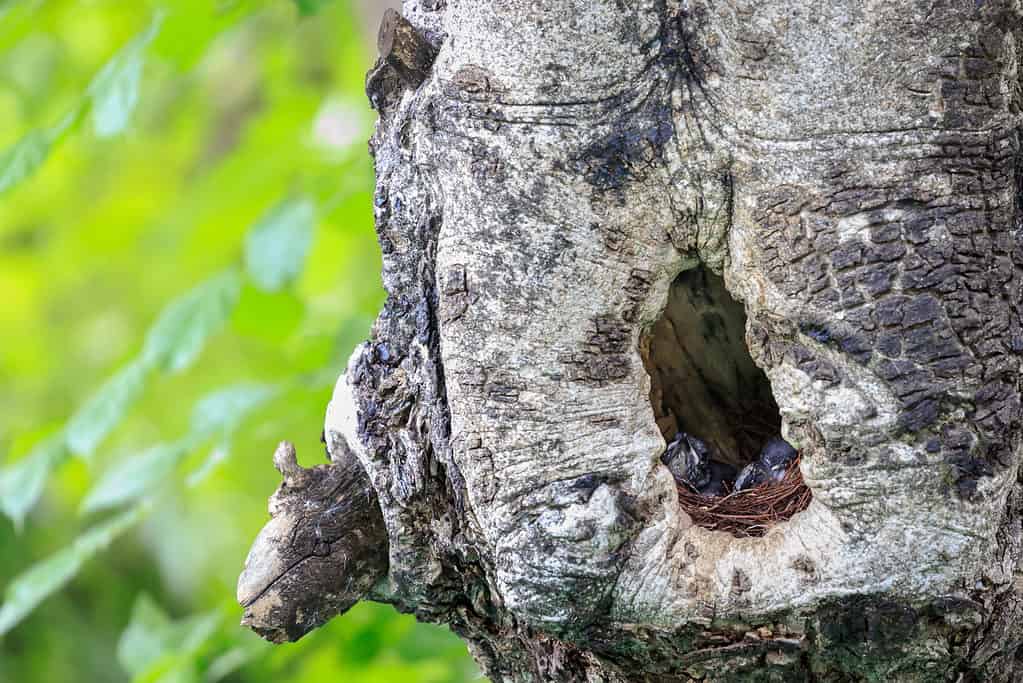 Baby (Oriental magpie robin, Copsychus saularis) in nest.