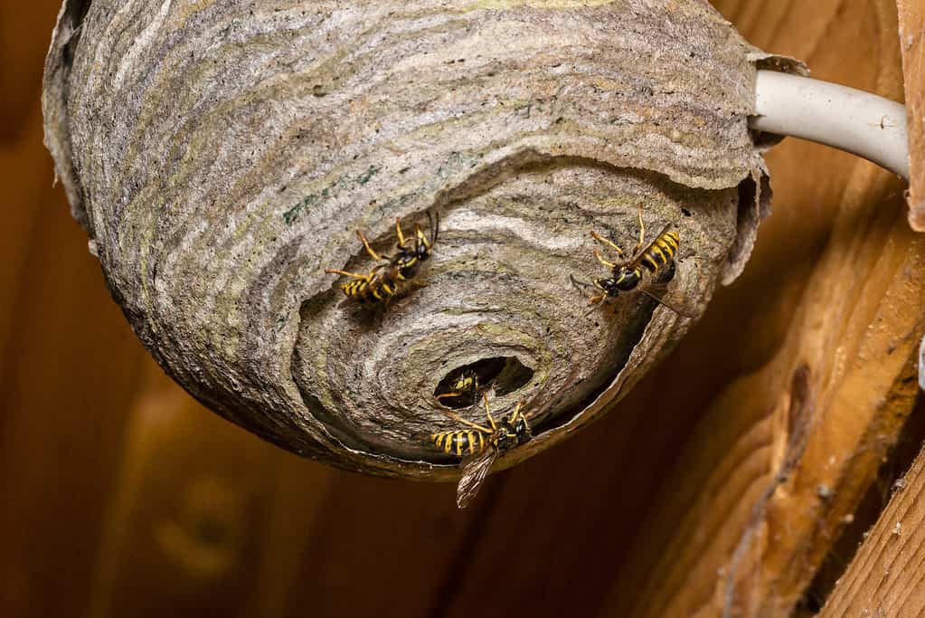 Wasp nest