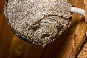 Where Do Wasps Nest? Picture