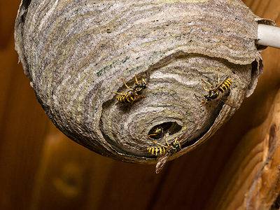 A 5 Effective Ways to Get Rid of Wasp Nests Naturally 