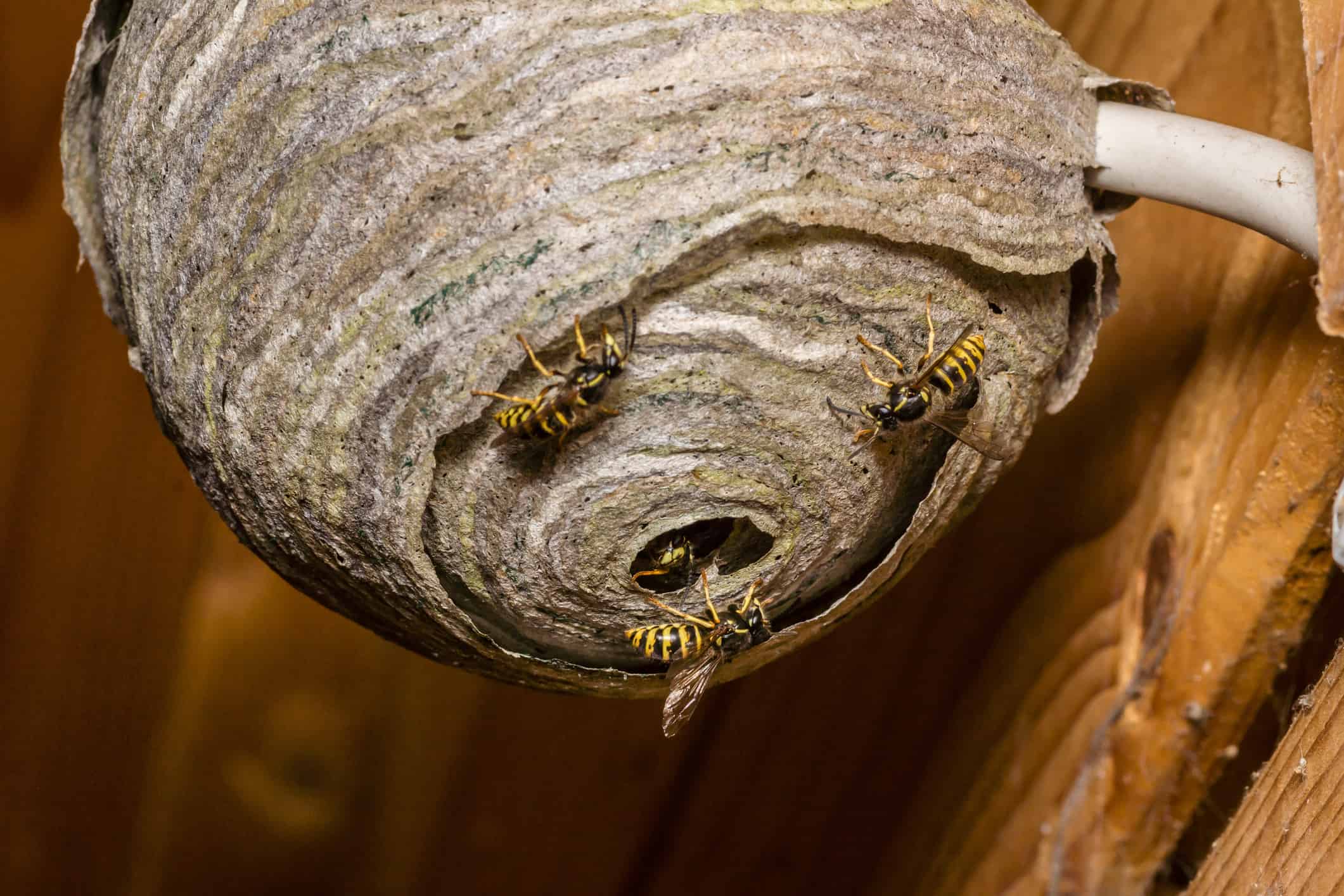 4 Types of Wasps Nests and Their Unique Features AZ Animals
