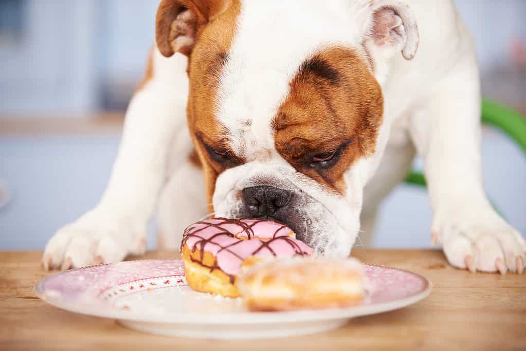 Bulldog sniffing a plate of donuts