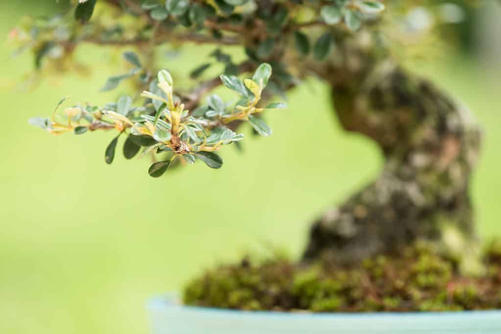 Close up cotoneaster as bonsai tree