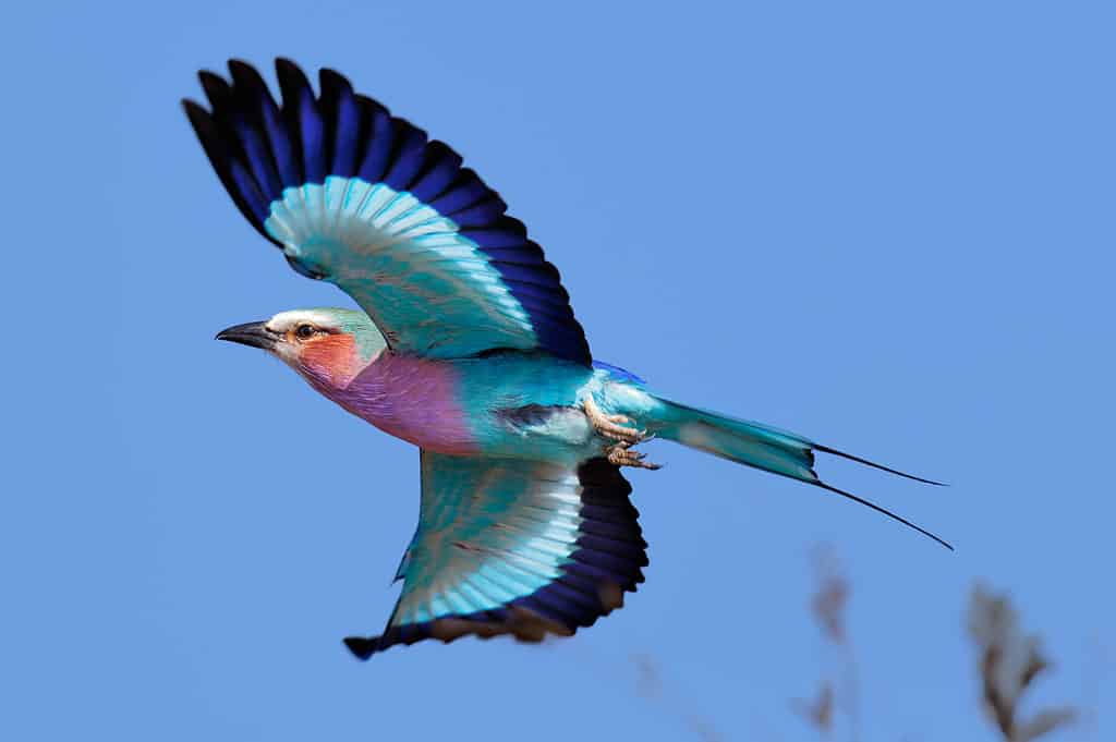 Lilac-breasted roller in flight