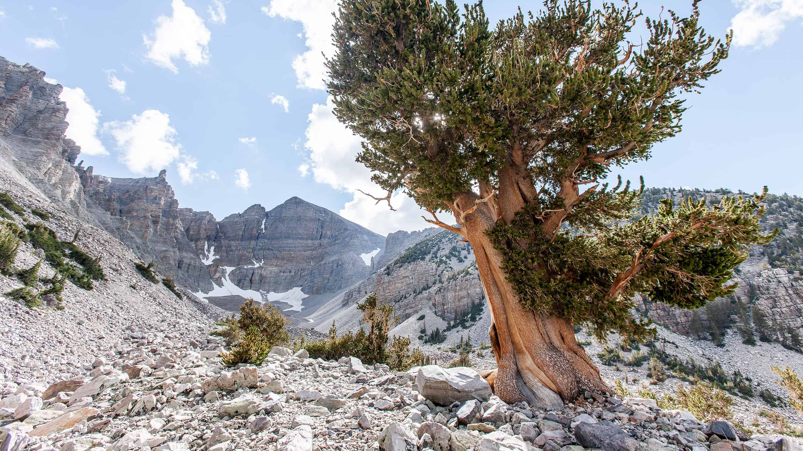Landscape at Great Basin National Park, Nevada. Horizontal image shows a scenic view of Wheeler Peak. A large Bristlecone Pine tree in the foreground. A blue clouded sky above.
