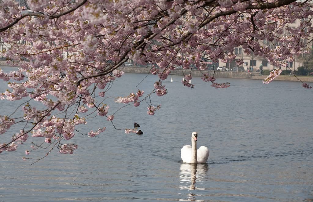 white swan in the lake under branch of blooming tree