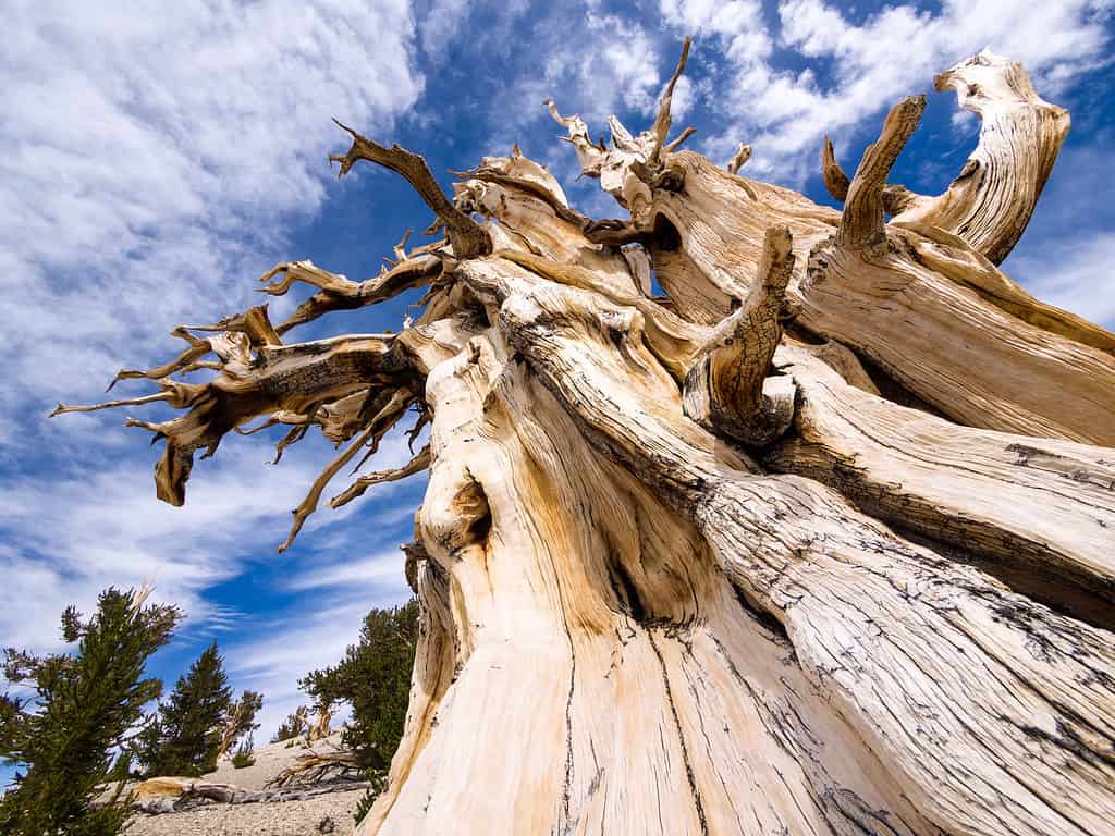 The Bristlecone pines of the Great Basin National Park are the oldest trees in the world.