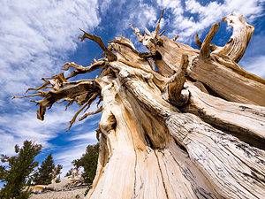 Incredible Stories The Oldest Tree Rings Tell Picture