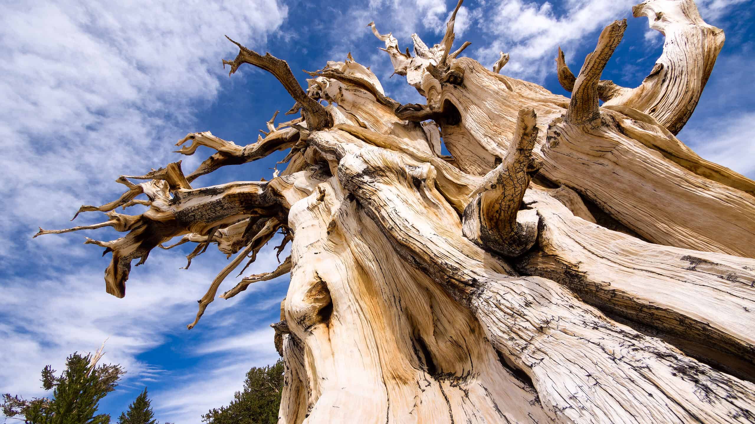 The Bristlecone pines of the Great Basin National Park are the oldest trees in the world.