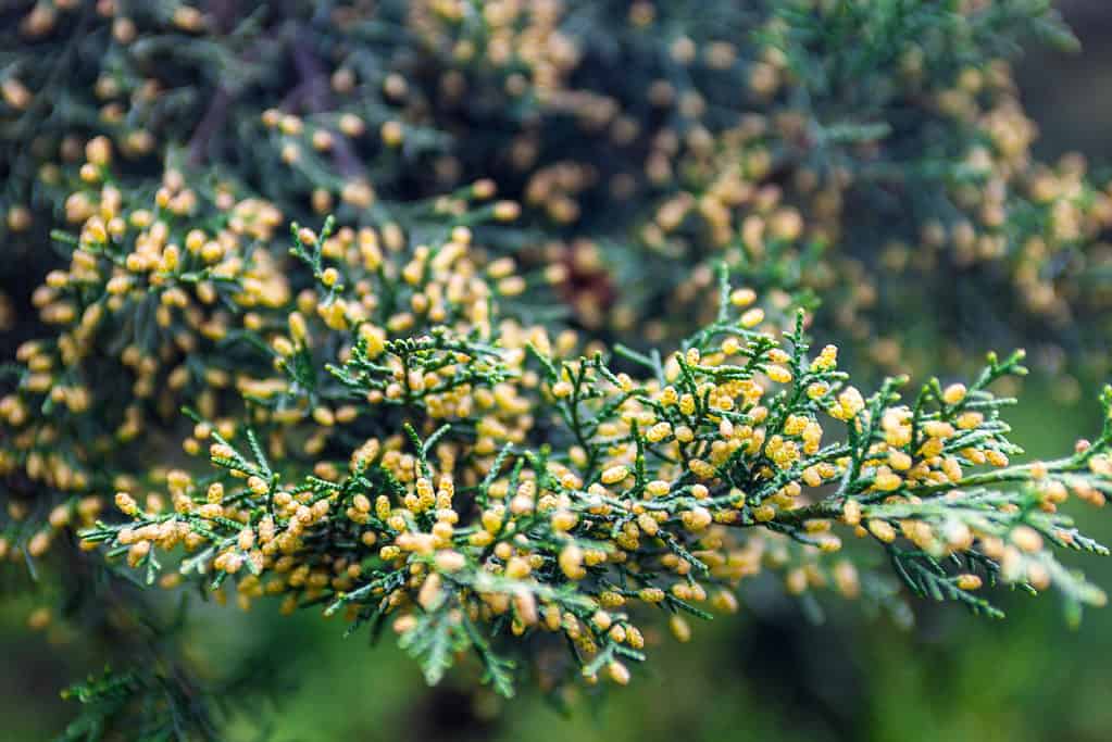 Juniper branch with yellow pollen-producing male cones