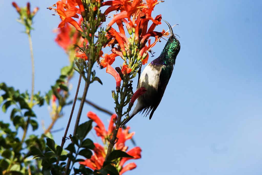 White-bellied Sunbird (Cinnyris talatala) on Cape Honeysuckle (Tecoma capensis)