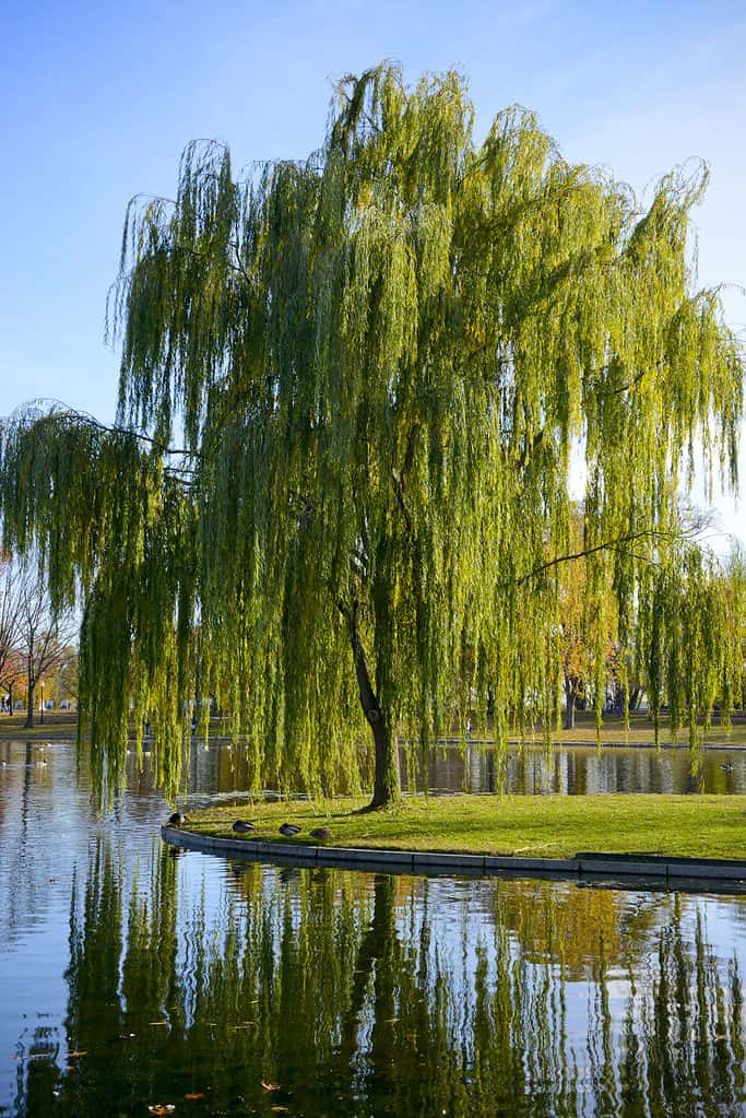 Ducks Serenely Resting Under A Flowing Weeping Willow