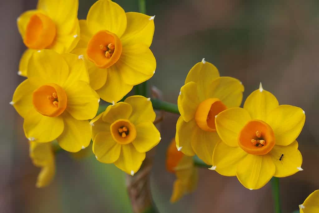 Yellow and Orange Jonquil Daffodils