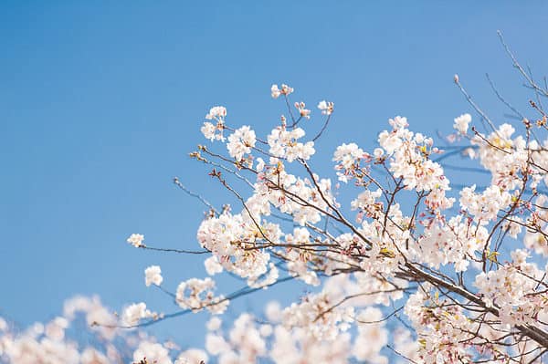 Cherry Blossoms in California: When They Bloom and Where to See Them ...