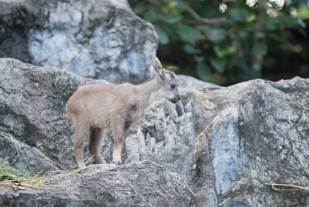 Goral kids kids can stand and walk at birth