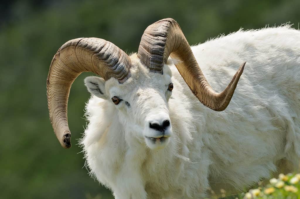 Dall's sheep, Alaska