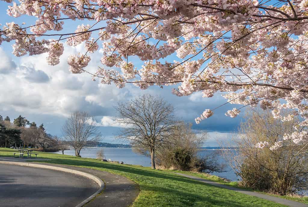 The cherry blossoms along Lake Washington are so lovely in spring.