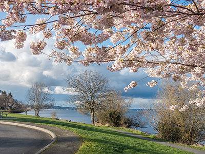 A Cherry Blossoms in Washington State: When They Bloom and Where to See Them