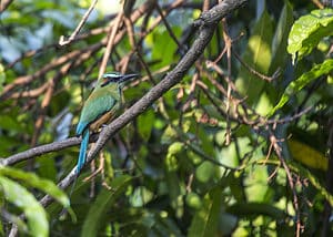 Turquoise-Browed Motmot: The National Bird of El Salvador Picture