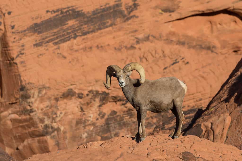 Desert bighorn sheep