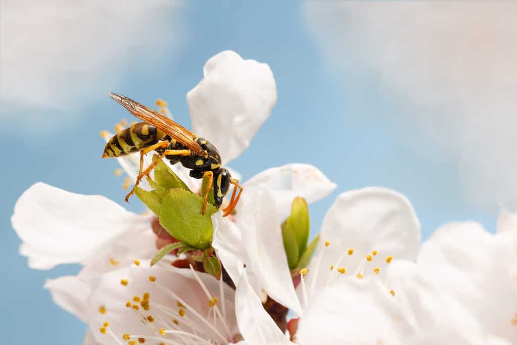 Paper wasp (Polistes dominula) feeding from flowers