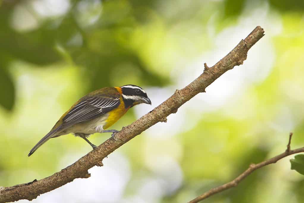 The official bird of Puerto Rico is the Puerto Rico Spindalis 